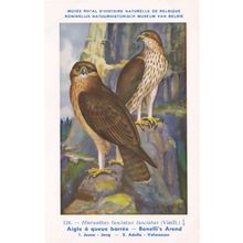 Bonelli's Eagle Hieraaetus Fasciatus WW2 Antique Bird Postcard
