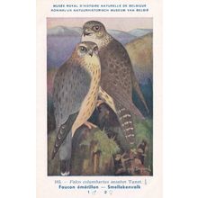 Merlin Falco Columbarius WW2 Antique Bird Postcard