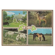 NEW FOREST,multiview unused postcard ponies, deer, donkeys etc =