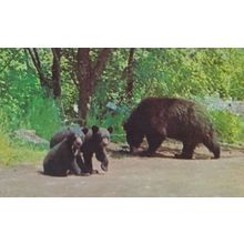Mother Bear & Cubs Baxter State Wildlife Park Maine Postcard
