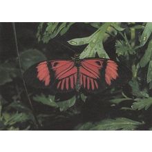 Nymphalis Butterfly Butterflies Postcard