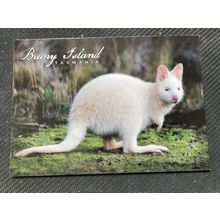 Postcard - Tasmania - White Wallaby, Bruny Island