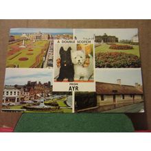 A DOUBLE SCOTCH FROM AYR, SCOTLAND. unused postcard Scotty dogs =