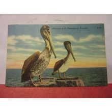 PELICANS, ST. PETERSBURG, FLORIDA, USA used postcard 1957 pm =