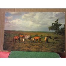 NEW FOREST PONIES, used vintage postcard by Roberts & Wrate 1961 pm