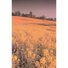 Harvest Evening at Elmswell Suffolk Postcard