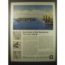 1965 Shell Oil Advertisement - art by Richard Eurich - Bird Farne Islands