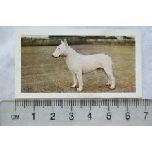 1961 Hornimans Tea Dogs No. 18 Bull Terrier