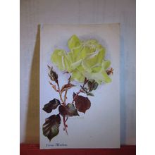 'verna mackay' ROSE used antique postcard by James Henderson FLOWERS . =