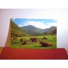 HIGHLAND CATTLE, GLEN NEVIS,, SCOTLAND unused vintage postcard PT36466 =