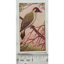 1920s Lente card No. 51 Groene Specht, Green Woodpecker