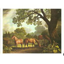 Art GEORGE STUBBS Colt & Two Chestnut Horses Postcard (Medici 951)