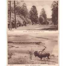 Bison Dukes Avenue Whipsnade Park 2x Old Postcard s