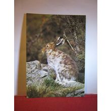 BLUE or MOUNTAIN HARE. COLLECTACARD postcard by J.Arthur Dixon KWA/23222 =