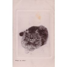Tabby Cat Has No Milk And Is Cross Real Photo Old Postcard