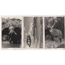 Waterbuck Crocodile Elephant 3x African Game Postcard s