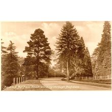 Dorking By Pass Road Via Deepdene Surrey Antique Postcard