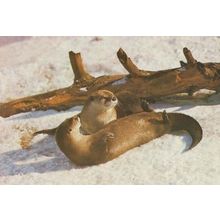 Otter Trust Earsham Norfolk Farm First Otters Bred In Captivity Photo Postcard