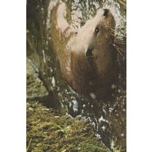 Otter Trust Earsham Norfolk Farm Otters In Millpool Swimming Rare Photo Postcard