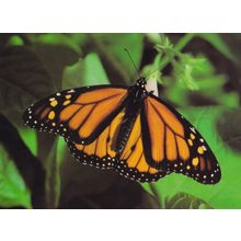 Monarch Fairbourne Welsh Butterfly Zoo Safari Park Postcard