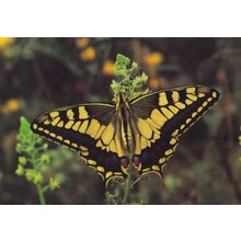 Swallowtail Papillo Fairbourne Welsh Butterfly Zoo Safari Park Postcard