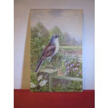 WHITE THROAT by George Rankin unused postcard by J Salmon birds animals =