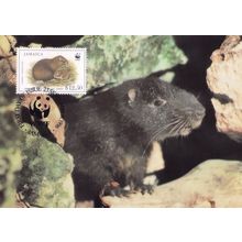 Jamaican Hutia Rat WWF Rare Stamp First Day Cover Postcard