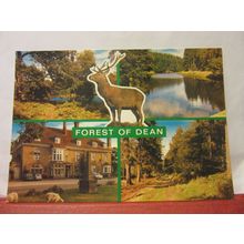 multiview, FOREST OF DEAN, unused postcard by J. Salmon dated 1994 #