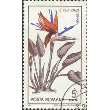 ROMANIA, FLOWER, Crane Flower, Strelitzia reginae, white 1965, 5bani