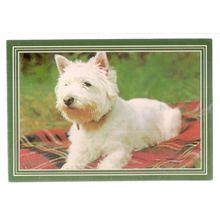 A highland terrier, SCOTTY DOG vintage used postcard 1989 postmark =