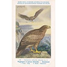 White Tailed Eagle Haliaeetus Albicilla WW2 Rare Bird Postcard
