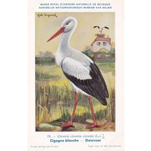 White Stork Ciconia Ciconia WW2 Rare Bird Postcard