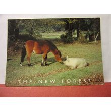 NEW FOREST PONY and PIG , used postcard by Salmon 2001 postmark /