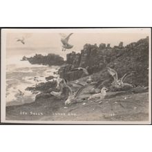 Sea Gulls, Land's End, Cornwall, c.1940s - First and Last House RP Postcard