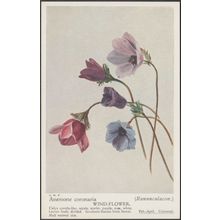 Wind-Flower - Anemone Coronaria - Ranunculaceæ, c.1940s - Postcard