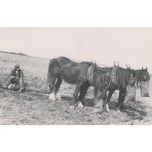 West Sussex Horses Carter & Check Rains in 1933 Postcard