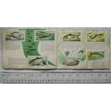 Complete set 50 Brooke Bond Freshwater Fish - in album