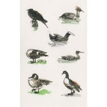 Regents Park Birds Crested Grebes Dabchicks Crows Painting Postcard