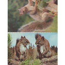 Canadian Squirrels & New York Squirrel 2x Vintage Postcard