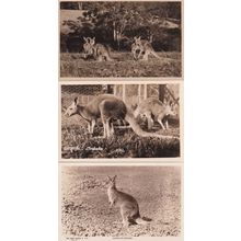 Australian Kangaroo Rose Series 3x Antique Real Photo Postcard s