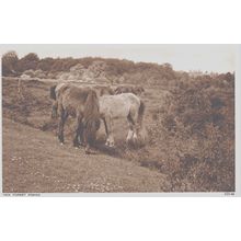 New Forest Ponies New Forest Hampshire Postcard (QHAM202)