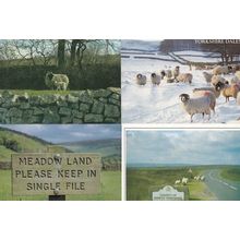 Yorkshire Dales Sheep Signpost Single Line Winter Grazing 4 SUPERB Postcard s