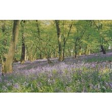 Bluebells Flower Much Hadham Hertfordshire Village Limited Edition 1000 Postcard
