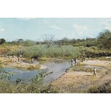 African Plantation Washday South Africa Postcard