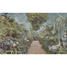 Finsbury Park Garden Path Flowers Antique Postcard
