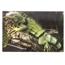 GREEN IGUANA unused postcard =