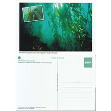 CPM TAAF Kerguelen les algues Macrocystis Neuf **