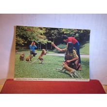 FEEDING MONKEYS, BOTANICAL GARDENS, PENANG MALAYSIA unused postcard John Hinde =