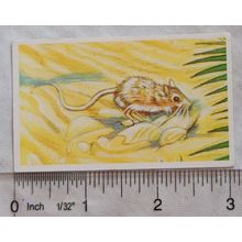Brooke Bond Going Wild No. 11 Wagner's Gerbil, Wildlife Survival Challenge