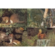 Weasel Stoat Red Squirrel Water Vole 4x 1970s Arthur Dixon Postcard s